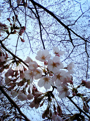 No.55 神社の桜