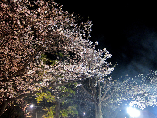 No.75 夜桜を観る会　お疲れ様でした